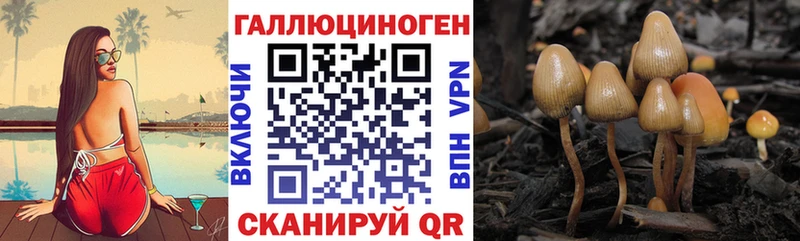 Купить где  Гурьевск  Псилоцибиновые грибы прущие грибы 